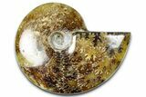Polished Ammonite (Cleoniceras) Fossil - Madagascar #364996-1